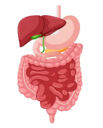 Schéma du péristaltisme intestinal.
